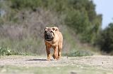 SHAR-PEI 277